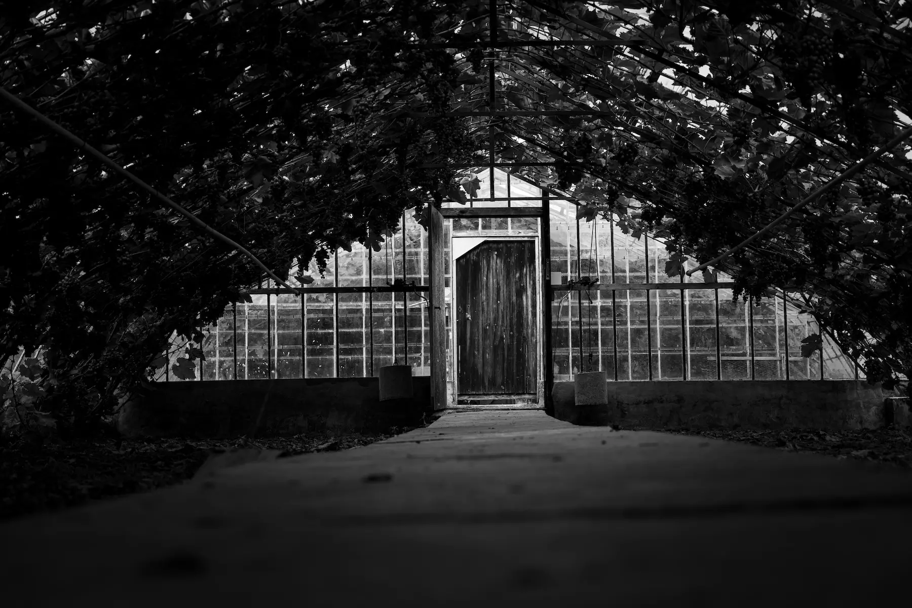 Inside a greenhouse black and white